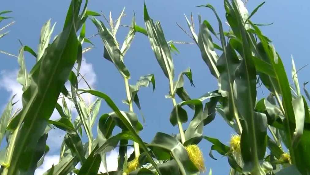 Revolutionizing Agriculture: AI Farming Technology Triggers Company Restructuring and Layoffs at Landus Cooperative