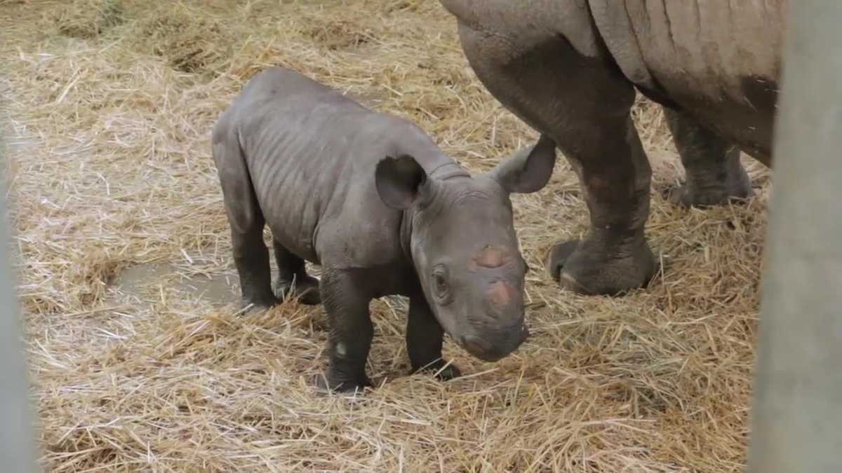 Baby rhino born at Blank Park Zoo