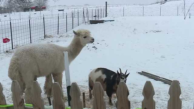 'It's been very painful': More than a dozen animals die in early morning barn fire - Vimarsana News