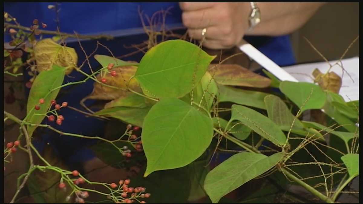 Grow it Green: Invasive species