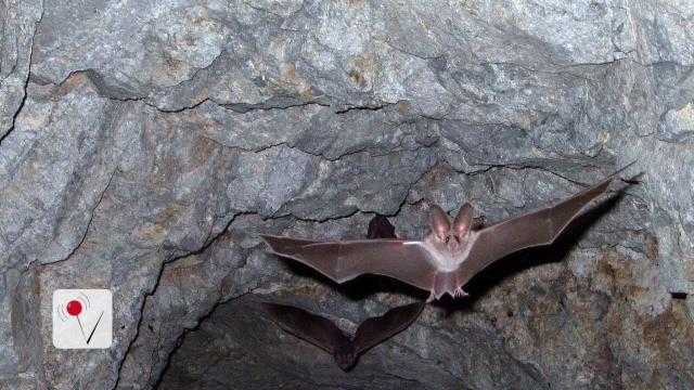 The Real Reason Bats Are So Noisy