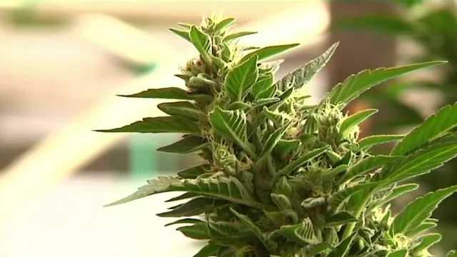 NH state Senate again rejects marijuana legalization bill - Vimarsana News
