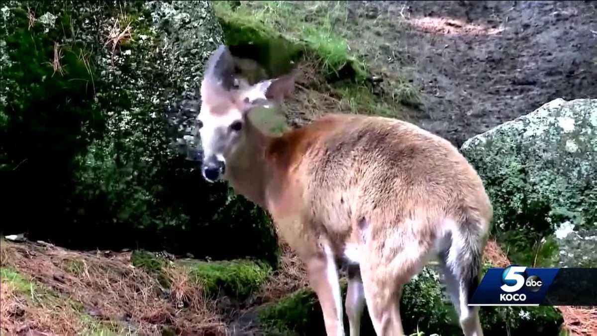 Oklahoma wildlife officials discuss ‘zombie deer disease’