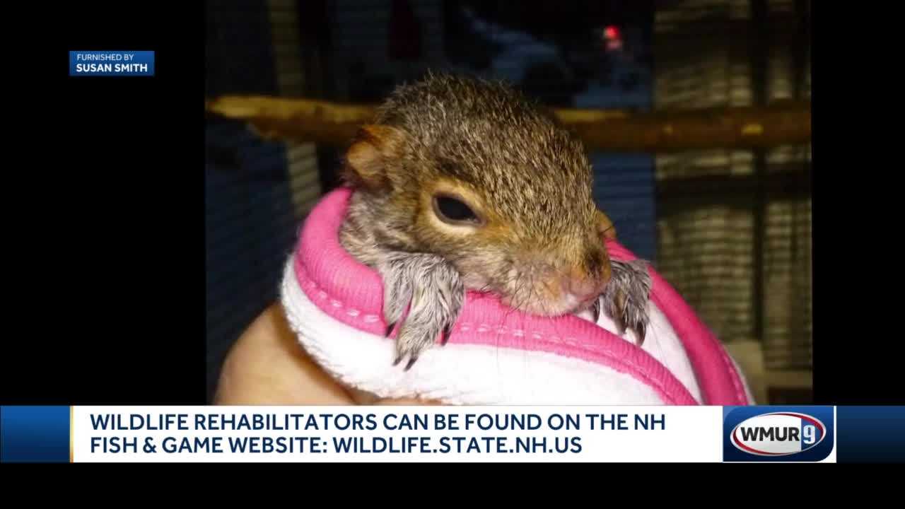 Spring Begins Busy Season For Licensed Wildlife Rehabilitators