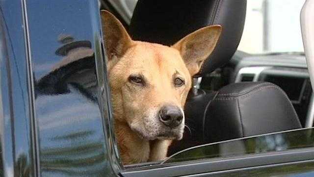 Dog wakes up owner during house fire