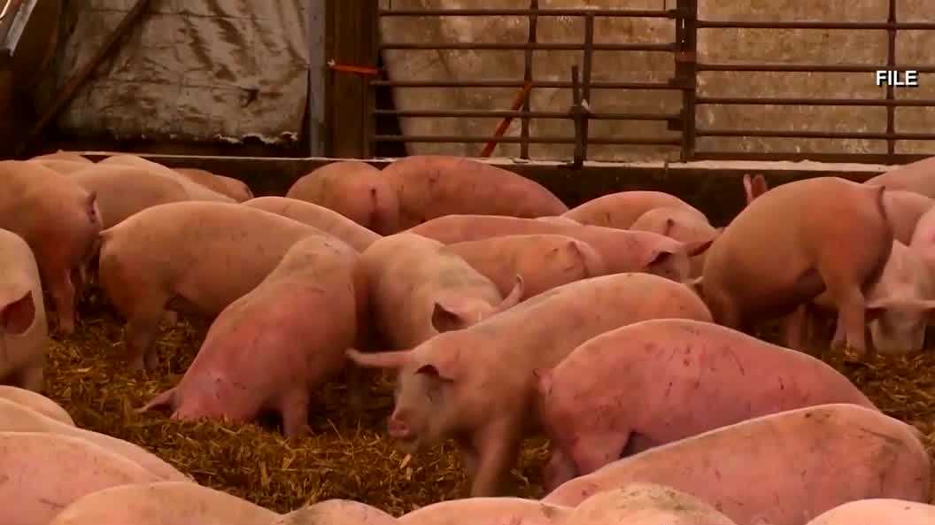 Iowa Ag Sec. Mike Naig: Pseudorabies outbreak in pigs contained