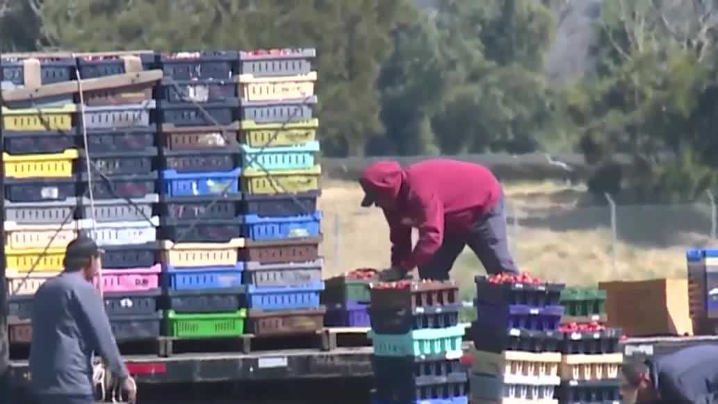 Labor shortages and immigration crackdown drive up food prices