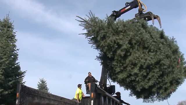 Milwaukee County officials harvest 2023 Holiday Tree in Grafton - Vimarsana News