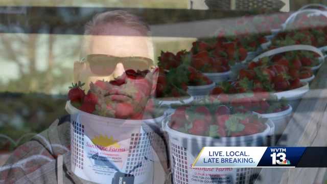 Strawberry picking season - Vimarsana News