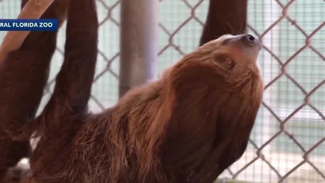 What happened to the sloths, and what happens next? - WESH