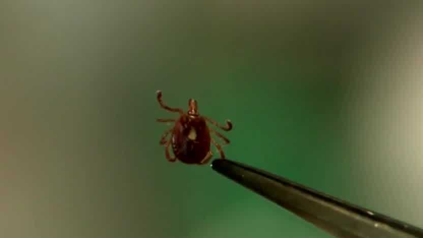 more-new-yorkers-could-get-sick-from-ticks-this-year-health-officials-warn