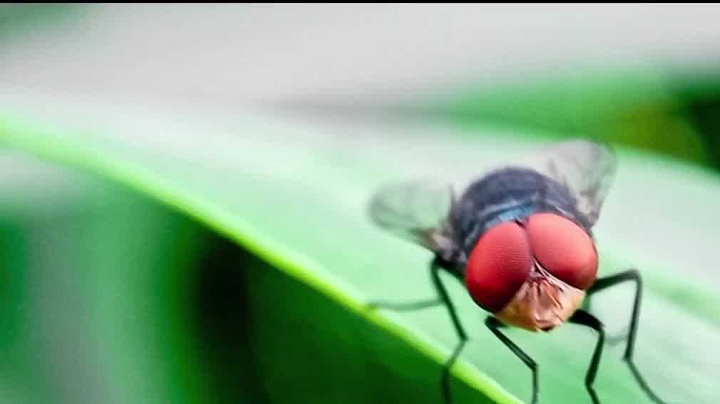 What to know about screwworm after U.S. infection
