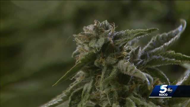 Oklahomans wonder if recreational marijuana will be on ballot - Vimarsana News