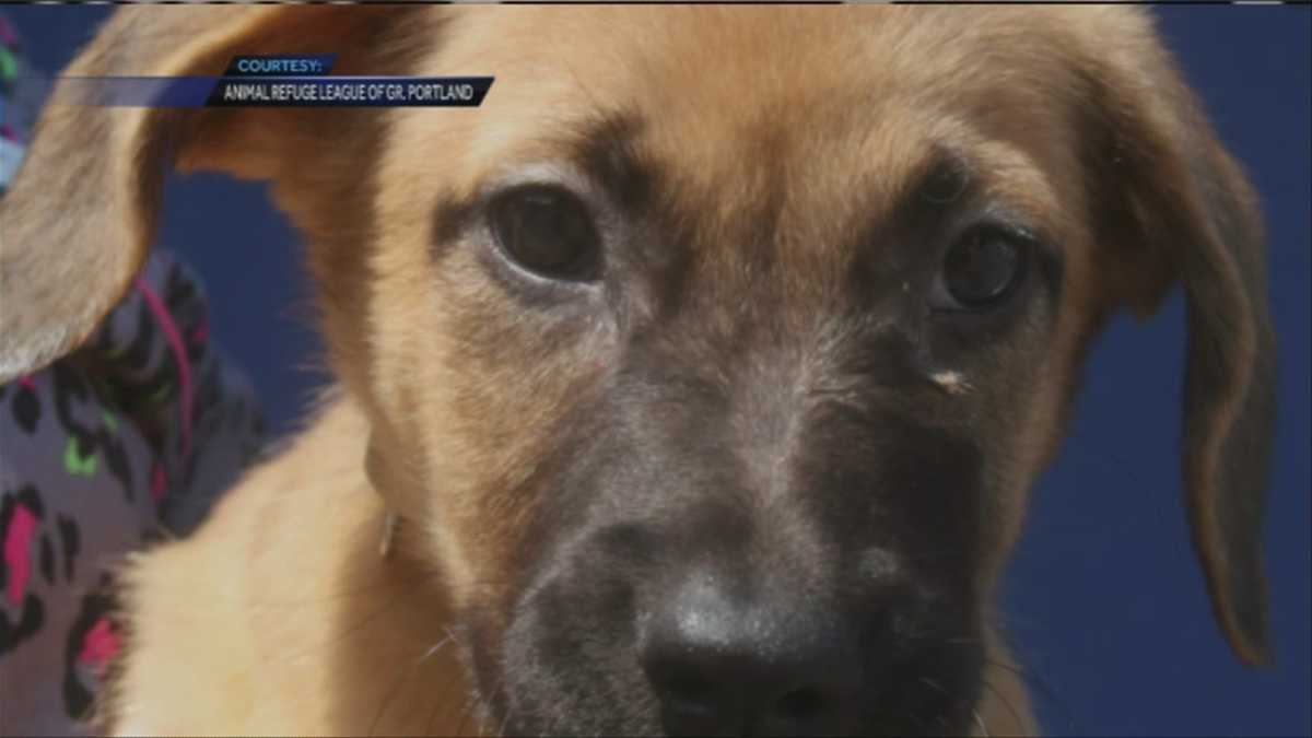 Dogs rescued from hoarding situation up for adoption