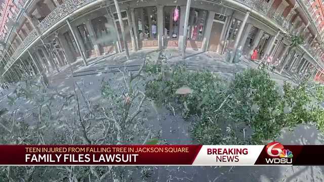 New Orleans Jackson Square tree lawsuit Morris Bart - Vimarsana News