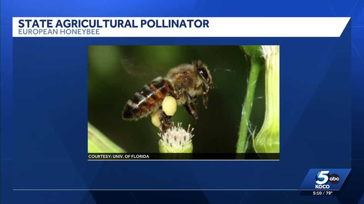 Oklahoma Senate set to debate new state insect symbols