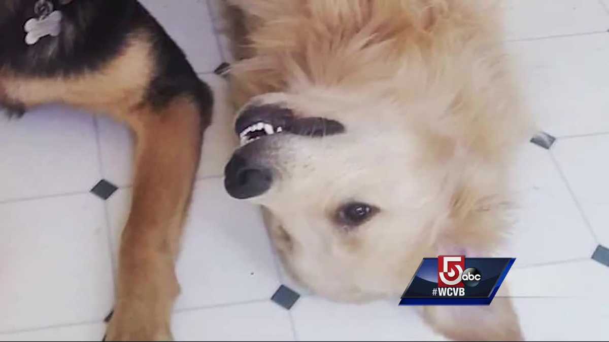 Family devastated after dog shot to death by neighbor