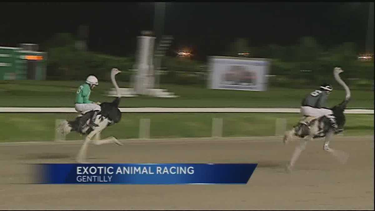 Exotic Animal Racing popular tradition at the Fair Grounds