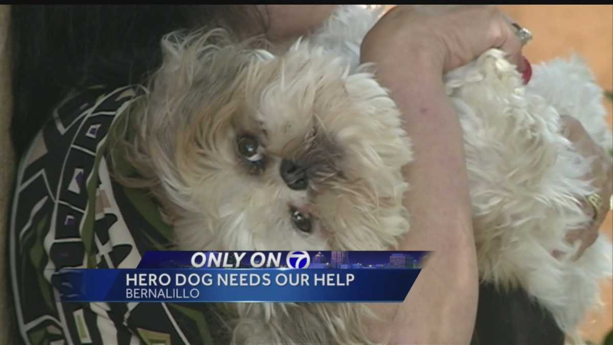 New Mexico service dog whosaved owners life, now needs expensive surgeries