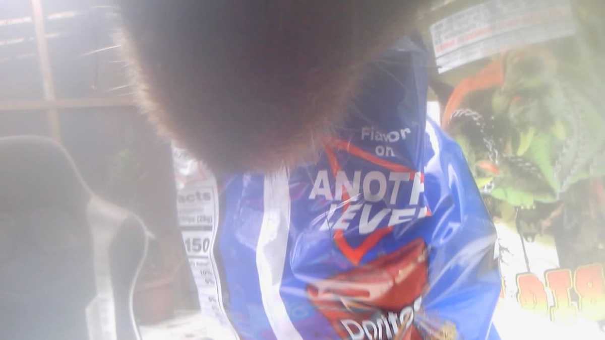 'Bear cam' captures Connecticut bear stealing Doritos from porch