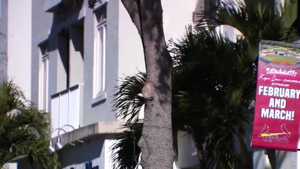 Spring training brings $78M boost to Palm Beach County businesses