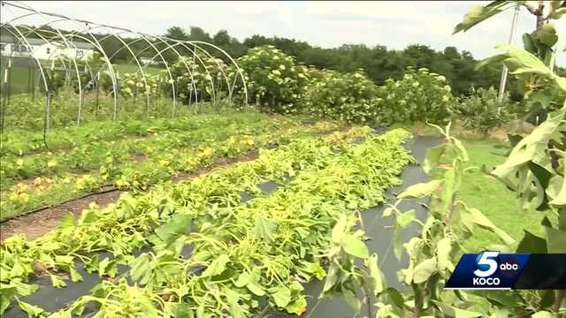 Oklahoma farm devastated, unsure if they can get back on feet - Vimarsana News