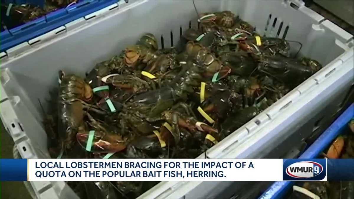 Limits placed on catching herring for lobster bait