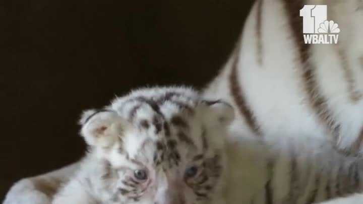 Really Cute Baby White Tiger Triplets 