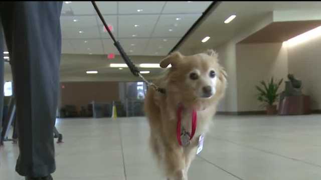 Therapy dog makes a positive impact on those who need it most - Vimarsana News