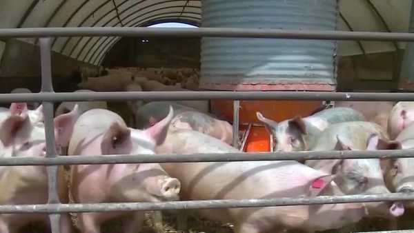 iowa among 22 states to support appeal of massachusetts pork ban