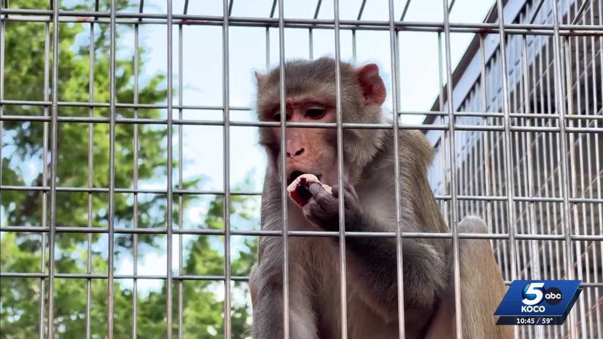 Fire at Oklahoma Primate Sanctuary leaves monkeys displaced - KOCO
