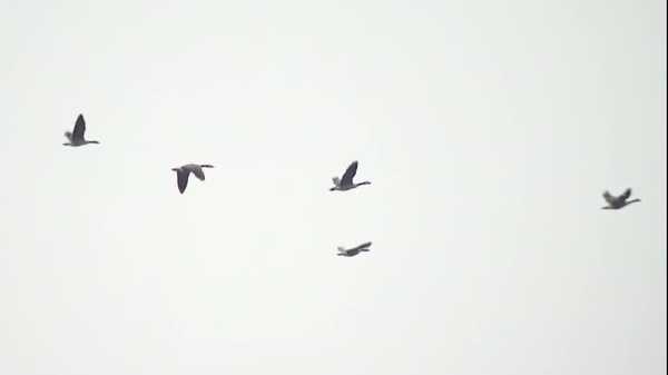 kcci investigates: avian flu confirmed in several wild flocks in central iowa