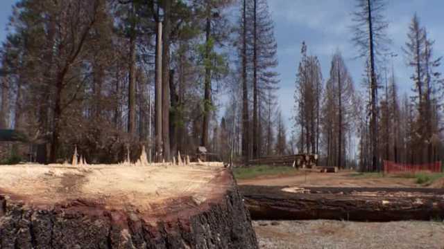 Caldor Fire survivors make plea to Biden for federal aid - Vimarsana News
