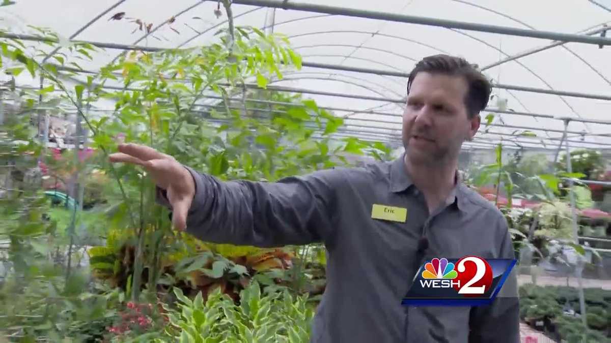 How to revive plants after dry conditions