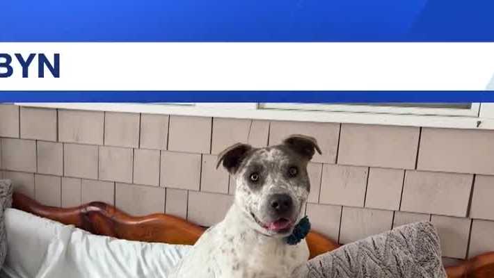 Robyn, a loving 1-year-old Australian shepherd mix, is ready to find a family