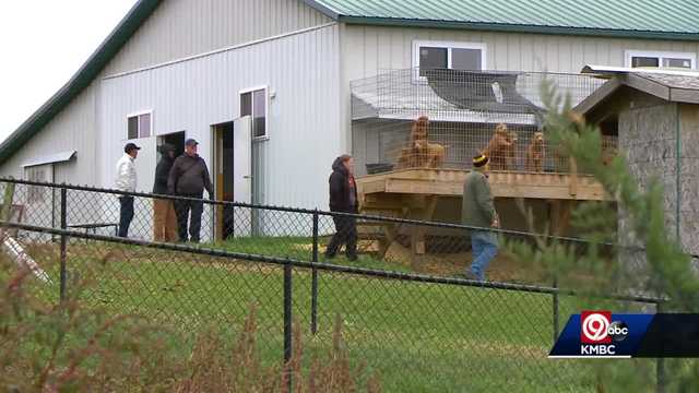 Kansas City's Wayside Waifs animal shelter helping dogs rescued from Iowa breeding facility - Vimarsana News