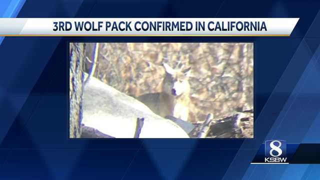 There's a new wolf pack in California, wildlife officials confirmed Friday - Vimarsana News