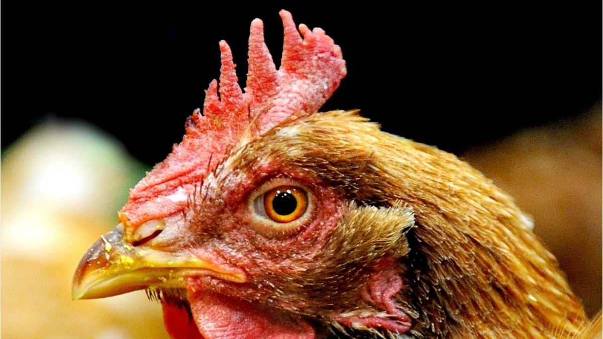USDA rejects Mercy for Animals humane bird slaughter request