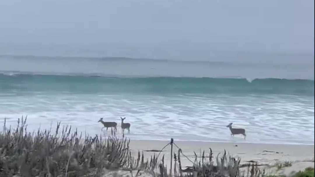 Video: Deer family plays in the waves near Spanish Bay