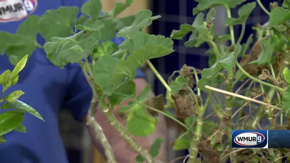 Grow it Green Diagnosing plant problems