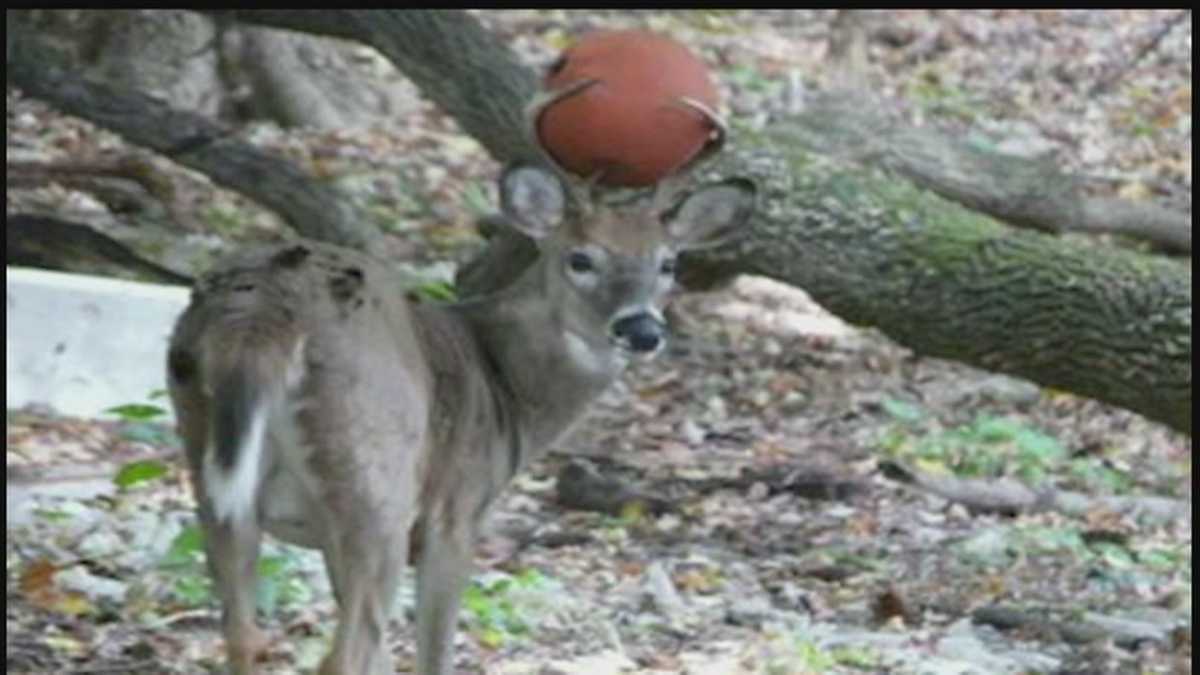 Deer gets basketball stuck in antlers