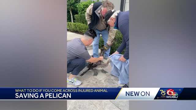 Saving pelicans: What to know if you encounter an injured animal - Vimarsana News