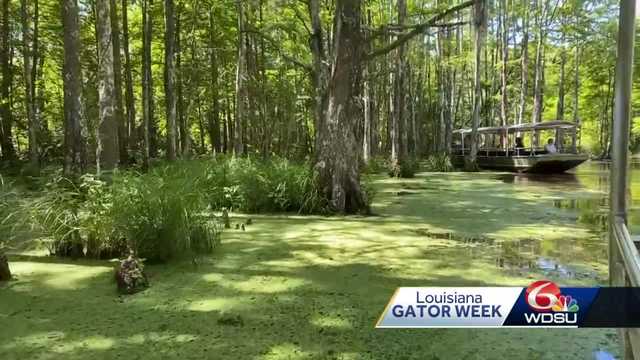 Louisiana makes money off alligators for tourism - Vimarsana News