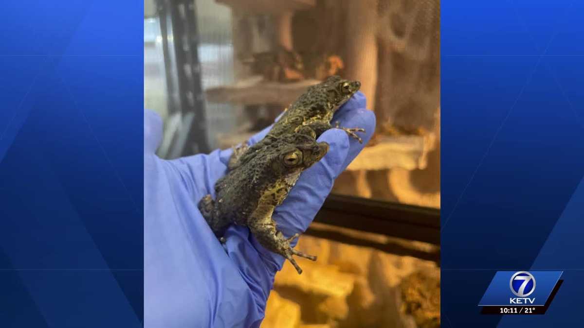 Omaha Henry Doorly Zoo works to save endangered Puerto Rican crested toads