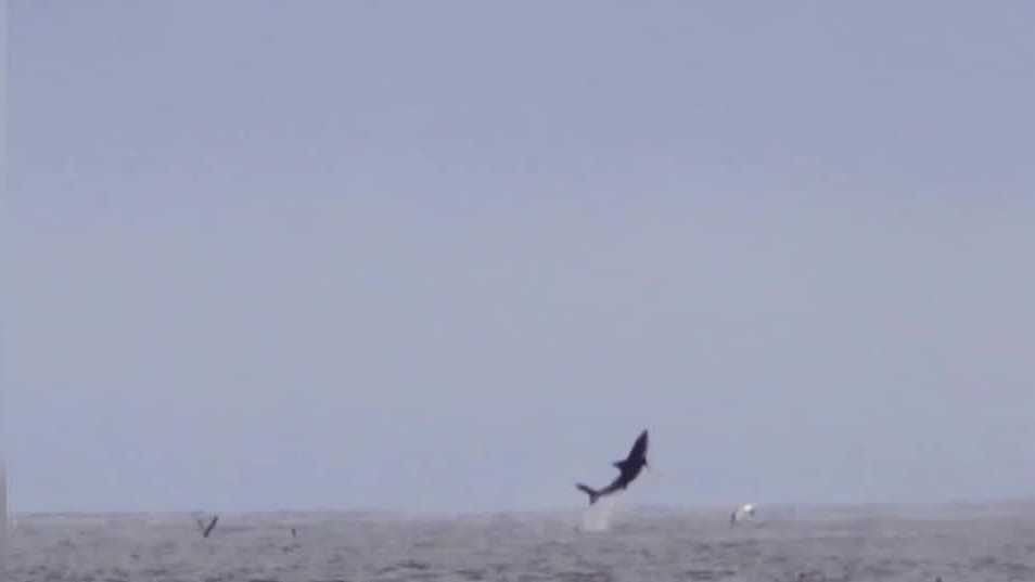 Caught on camera: Shark soars into the air at Pismo State Beach