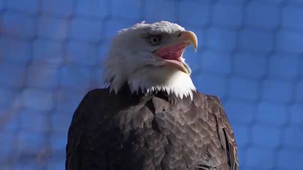 why bald eagles may hold clues in iowa's bird flu fight