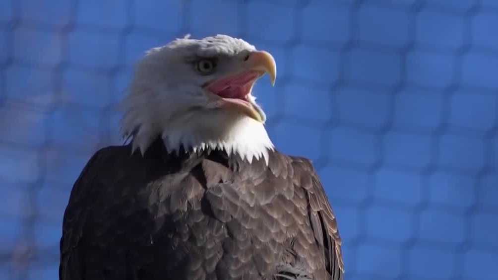 Why bald eagles may hold clues in Iowa’s bird flu fight