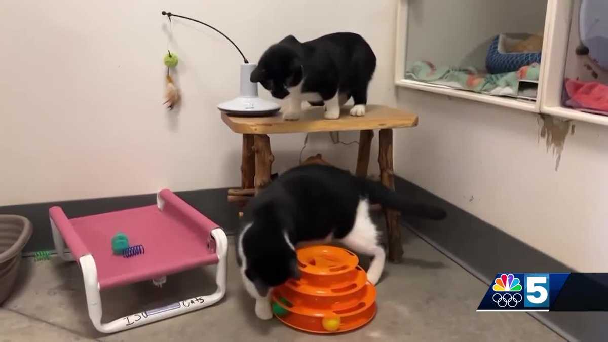 Pet Connection: March 7, 2024