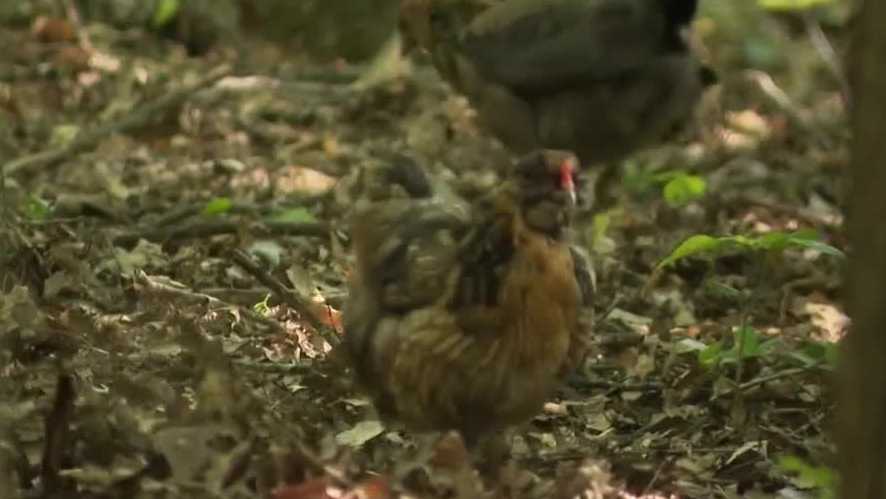 Shepherdsville City Council approves ordinance allowing residents to have chickens