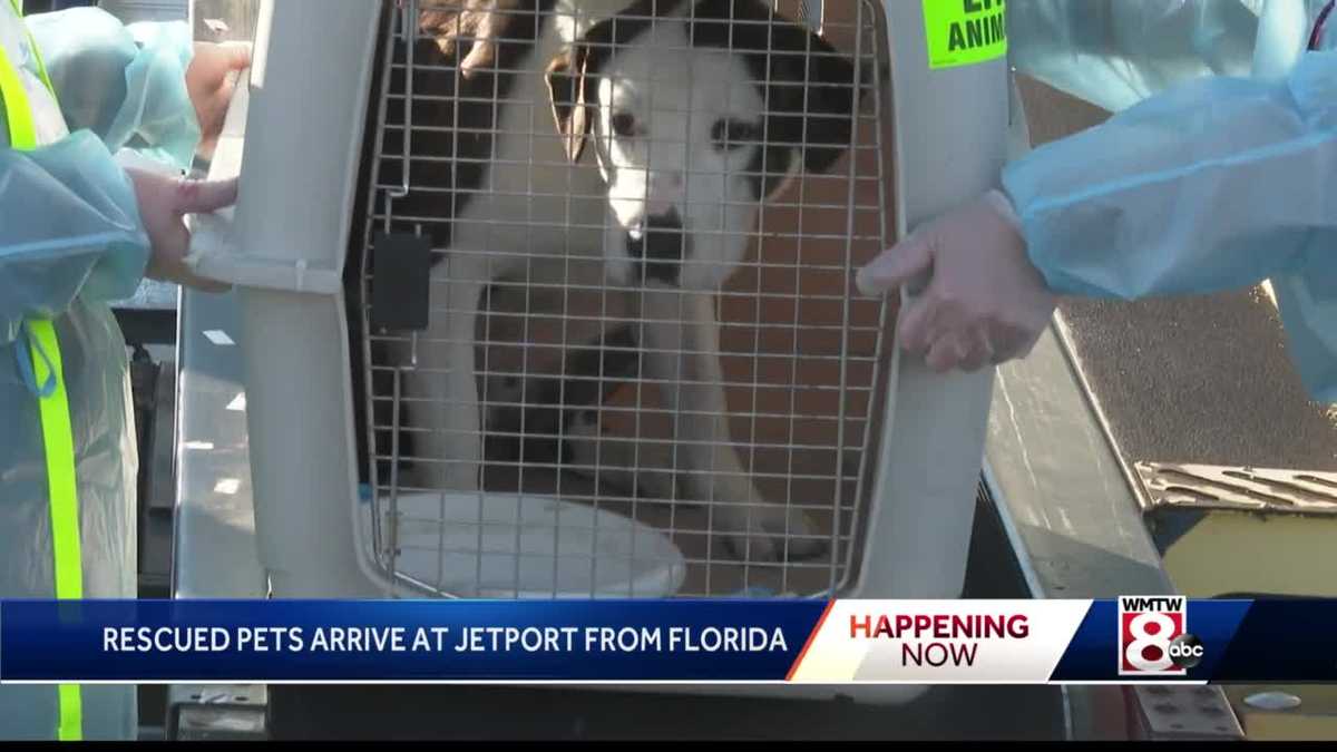 Rescue pets arrive at Jetport from Florida on Wings of Rescue flight